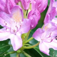 Rhododendron